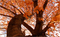 网页DDOS攻击平台